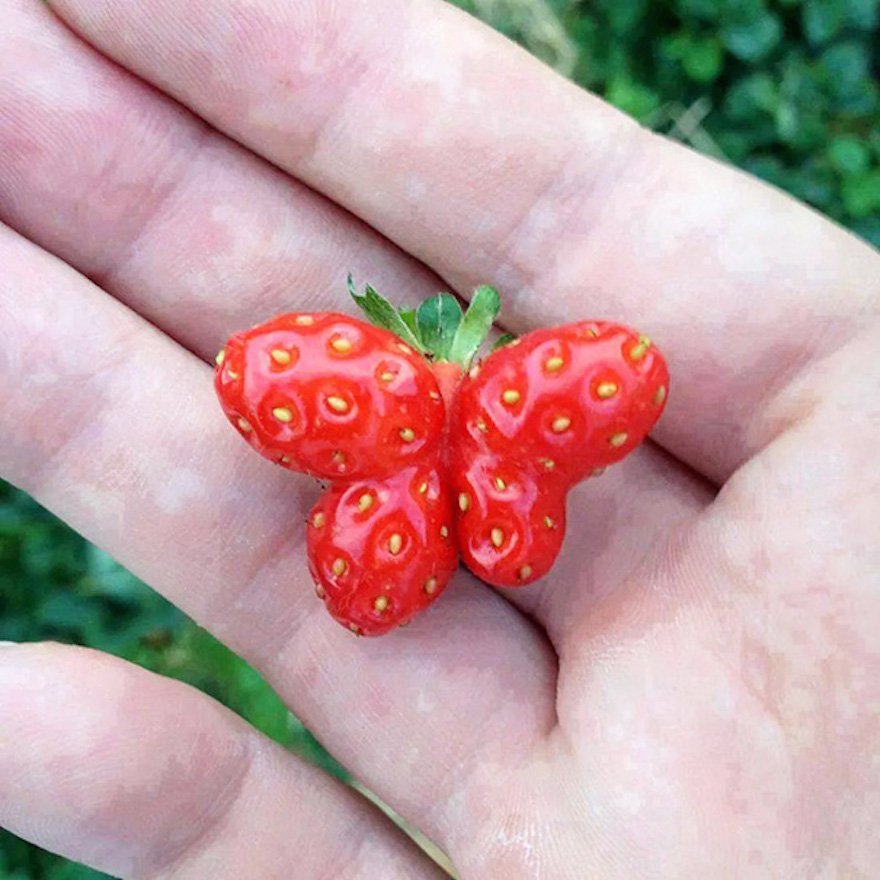 Strawberry --- or Butterfly?