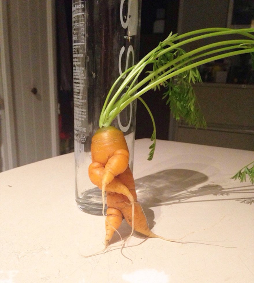 Smug and Satisfied Carrot