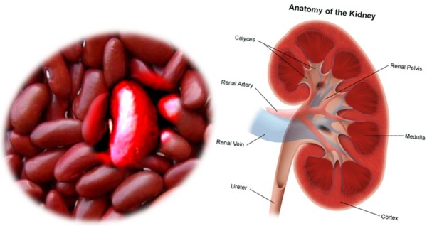 beans-kidney2
