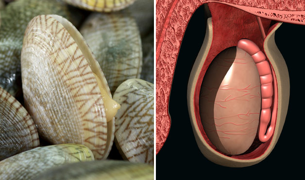Clams resemble the testicles