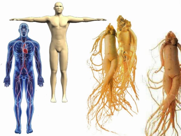 Ginseng resembles the Human body