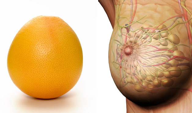Grapefruit resembles breast cells