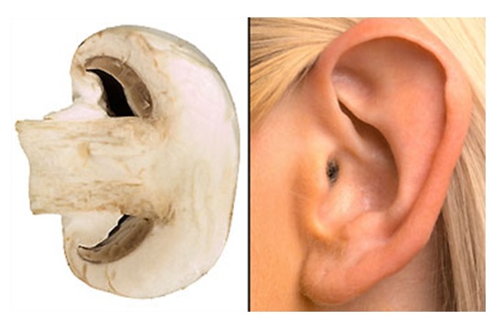 mushroom-ears