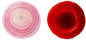 Onions are like Body Cells