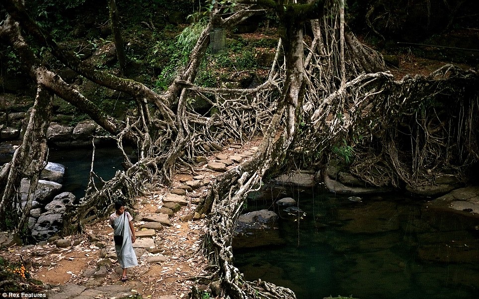 Root Bridges moulded and shaped