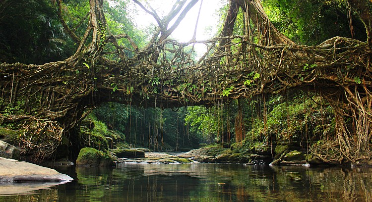 Another awesome Root Bridge