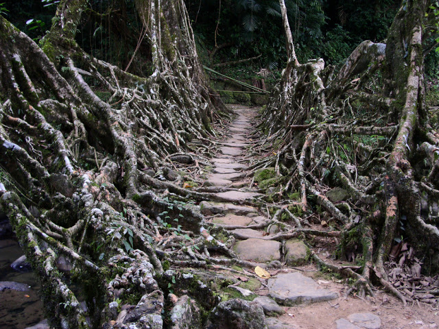 Roots entwine to create a bridge