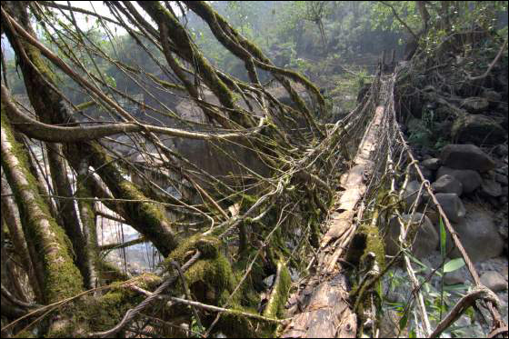 Suspension Root Bridge