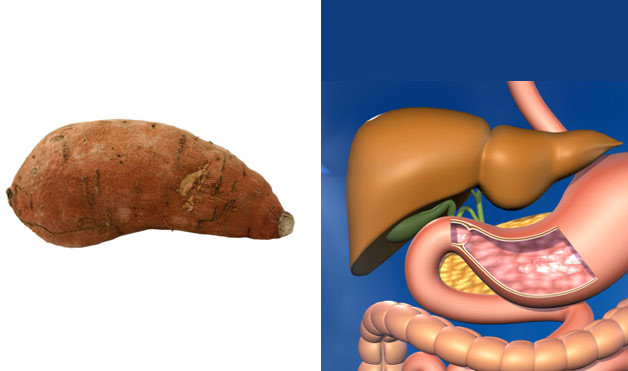 Sweet Potatoes resemble the pancreas
