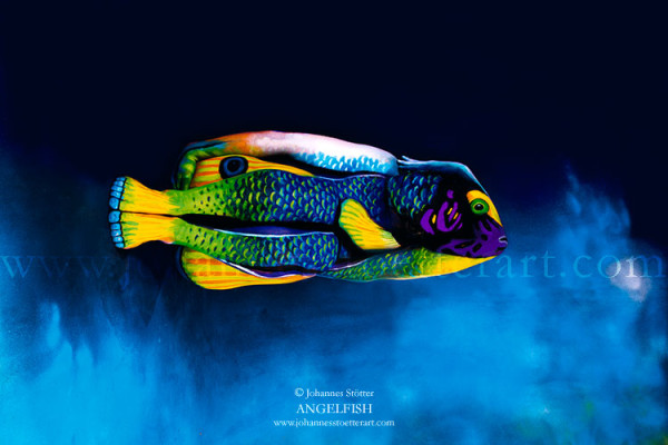 Click on the picture of THE ANGELFISH for the big reveal